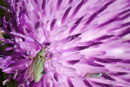 A green insect is perched on a vivid purple flower capturing the beauty of nature in a garden. The intricate details of the flower and insect showcase the biodiversity present.の写真素材