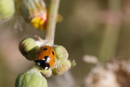 A ladybug with bright red wings and black spots rests on a green plant stalk. The surrounding buds are softly blurred, highlighting the insect's vibrant colors in a natural environment.の写真素材
