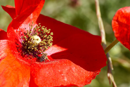 A striking red flower opens wide under the warm sun, while a bee industrially gathers pollen from its center. The garden is alive with colors during midday.の写真素材