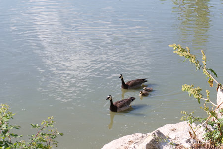 Two ducks and a duckling glide across the smooth water surface, surrounded by green foliage. The sunny afternoon enhances the peaceful atmosphere by the shoreline.の写真素材
