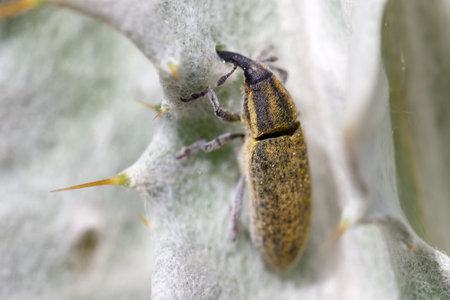 A beetle clings to a textured leaf, highlighting its unique markings and shapes in a close up view. This moment captures intricately the details of the insect in its natural surroundings.の写真素材