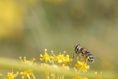 A bee is busy collecting pollen from vibrant yellow flowers in a garden setting. The sunlight highlights the delicate petals and enhances the activity of the bee.の写真素材