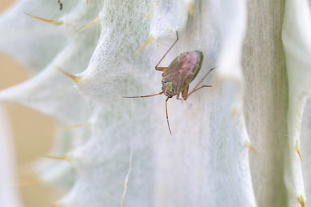 A green insect is seen climbing on a cactus, highlighting the unique texture and colors of the plant. The harsh desert environment surrounds it, showing natural details.の写真素材
