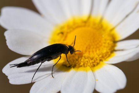 A small black insect is busy gathering pollen from the vibrant yellow center of a white daisy flower.の写真素材