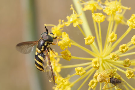 An insect with distinctive black and yellow stripes collects nectar from bright yellow flowers in a...