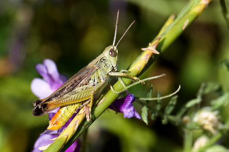 A vibrant grasshopper perches on a green stem, surrounded by blooming flowers. Sunlight reflects off its body, highlighting the details of its wings.の写真素材