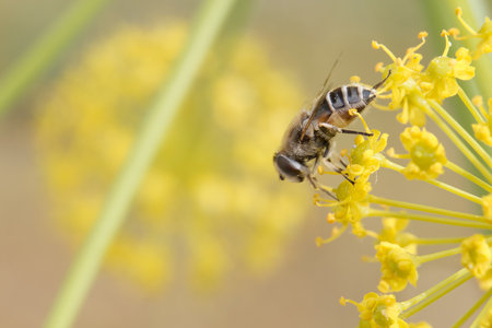 A bee is actively collecting nectar from vibrant yellow flowers against a blurred background. This close up view highlights the intricate details of the bee and blooms during sunny weather.の写真素材