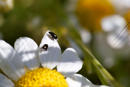 Two small black beetles explore the vibrant petals of a blooming white flower with a yellow center on a sunny spring afternoon in a garden setting.の写真素材