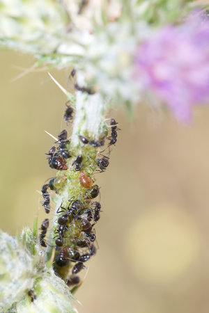 A cluster of small black insects gathers on a green plant stem, with delicate purple flowers in the blurred background, depicting nature's intricately ecosystem in the late afternoon.の写真素材