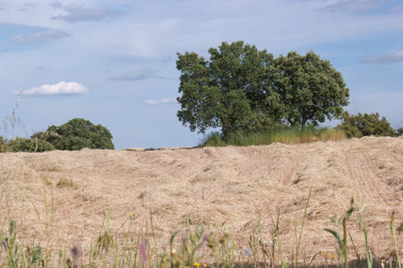 A vast expansion of harvested grass stretches across the land, with scattered trees in the background. The setting sun casts a warm glow over the serene rural area, enhancing the peaceful atmosphere.の写真素材
