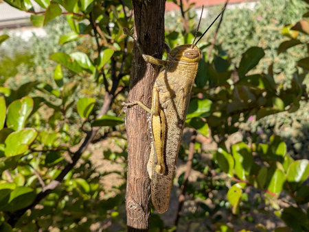 A grasshopper stands out with its yellow and brown colors while resting on a tree branch. The background shows lush greenery, indicating a vibrant garden scene on a sunny day.の写真素材