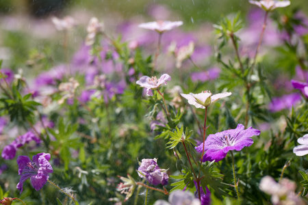 A variety of purple and white flowers bloom in a lush garden, illuminated by soft sunlight. Gentle water droplets refresh the vibrant plants, creating a peaceful atmosphere.の写真素材