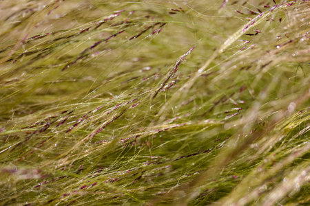 A close up displays thin, green grass blades glistening with dew in the morning light. The gentle...