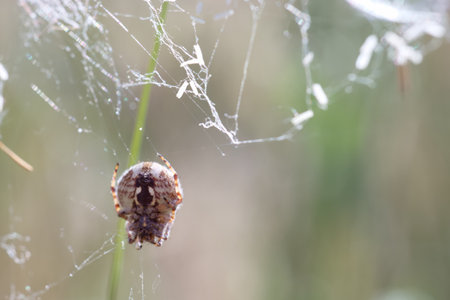 A spider is skillfully spinning its intricate web, glistening with morning dew, in a grassy area. The soft sunlight enhances the beauty of nature and highlights the delicate threads.の写真素材