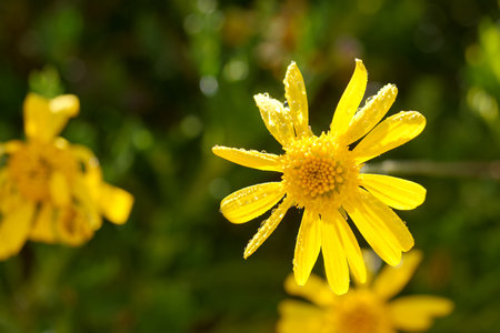 A vibrant yellow flower stands out in a garden, glistening with morning dew droplets. Surrounding greenery enhances the brightness of the scene, typical of spring.の写真素材