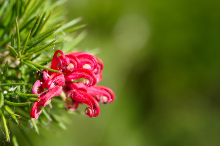 Vibrant red blooms exhibit intricately curving shapes amidst lush green foliage, capturing the essence of nature's beauty during midday sunlight.の写真素材