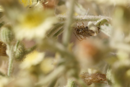 Small insects can be spotted nestled among bright wildflowers in a lush meadow. The warm afternoon...