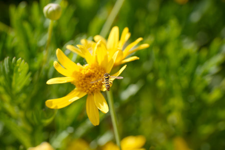 A buzzing bee hovers above a bright yellow flower, surrounded by rich green plants under a clear...