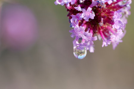 Vibrant purple flowers bloom with fine details, each petal glistening. A single water droplet hangs delicately, reflecting its surroundings, capturing the beauty of nature in daylight.の写真素材