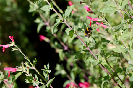 A bumblebee busily gathers nectar from bright pink flowers in a flourishing garden under the warm...