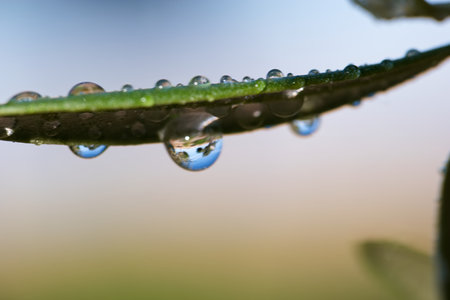 Small water droplets clinging to the edge of a green leaf, reflecting the surrounding foliage in early morning light, capturing the beauty of nature and tranquility.の写真素材