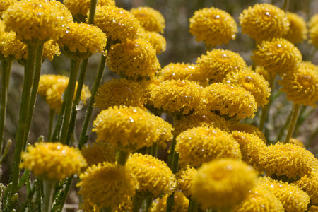 Vibrant clusters of yellow flowers glisten with morning dew under sunlight in a meadow. The scene captures the freshness of spring and the beauty of nature in full bloom.の写真素材