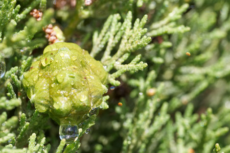 Dew drops glisten on a vibrant green cone resting among lush green foliage. Sunlight illuminates the scene, enhancing the fresh appearance of the garden.の写真素材