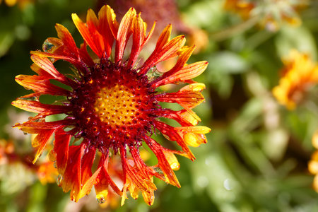 A vibrant flower displays bright red and orange petals adorned with dew drops, surrounded by green foliage in a garden during a sunny afternoon. Nature's colors shine vividly.の写真素材