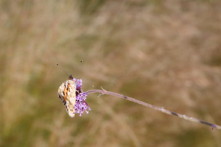 A butterfly rests delicately on a purple flower, surrounded by soft, blurred vegetation. The sunlight illuminates the scene, showing the beauty of nature during a serene moment.の写真素材