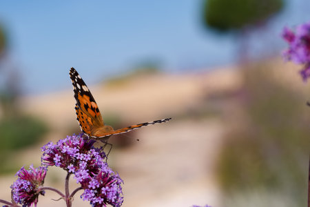 A bright butterfly with orange and black patterns rests delicately on lush purple flowers under a...