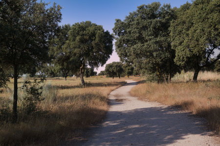 A peaceful dirt path meanders through a vibrant countryside landscape. Sunlight filters through the foliage of green trees, illuminating tall grasses on either side.の写真素材