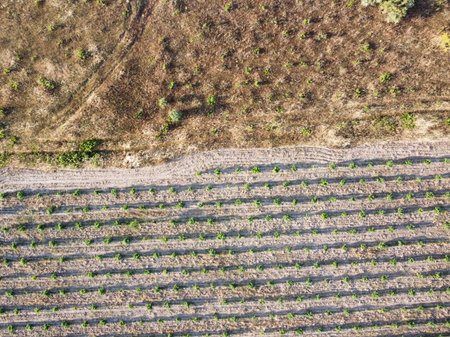 Vibrant rows of young grapevines stretch across a dry landscape, captured in the warm glow of the late afternoon light, emphasizing the patterns in the soil and foliage.の写真素材