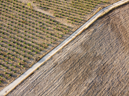 Overhead view captures a patchwork of green vineyards and brown plowed fields in a rural area during golden hour, highlighting agricultural beauty and land management.の写真素材