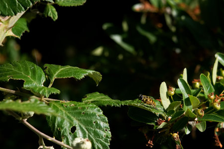 A bee is busy collecting nectar from small flowers among green leaves in a vibrant garden. The sun casts gentle light, enhancing the natural colors of the foliage and blossoms.の写真素材