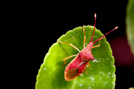 A vibrant red insect rests on a lush green leaf, highlighting the detailed textures of its body and...