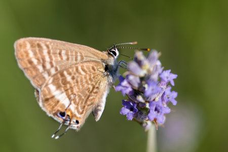 A detailed view of a butterfly resting on a vibrant purple flower in a garden. The sunlight illuminates the delicate wings, highlighting their intricate patterns.の写真素材