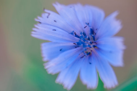 The vibrant blue flower stands out with its soft, layered petals, surrounded by a gentle blur of green foliage. The natural setting highlights the flower's beauty and fragility.の写真素材
