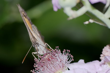 A butterfly drinks nectar from a pink flower in a lush garden, showing intricate patterns on its wings against a backdrop of greenery. The moment captures nature's beauty.の写真素材