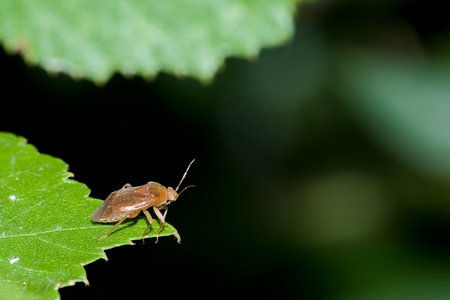A brown insect rests on the edge of a vibrant green leaf, surrounded by blurred foliage. Sunlight highlights the intricate details of its body, showing its natural habitat.の写真素材