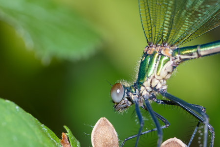 A vibrant dragonfly sits on green foliage, showing its intricate wings and striking colors in natural sunlight, highlighting its unique features and surroundings.の写真素材