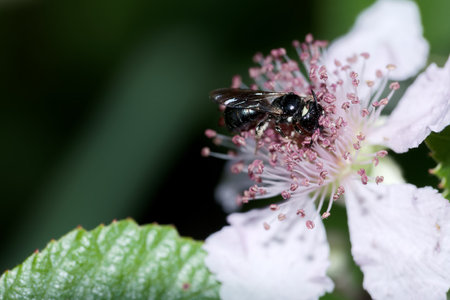 A bee is actively gathering pollen from the pink and white petals of a flower in a vibrant garden. The sun highlights the details of the bee and the flower, showing nature's beauty.の写真素材