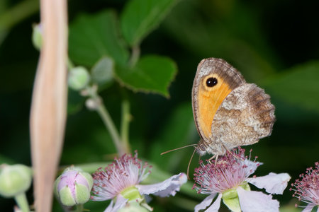 A butterfly with vibrant orange and brown wings perches on blooming white flowers surrounded by green foliage under the bright summer sun. Nature thrives in this tranquil setting.の写真素材