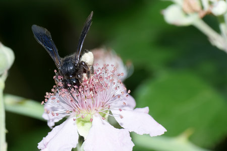 A bee busily gathers pollen from a pink flower in a vibrant garden. The surroundings are rich in greenery, capturing the essence of summer's beauty.の写真素材