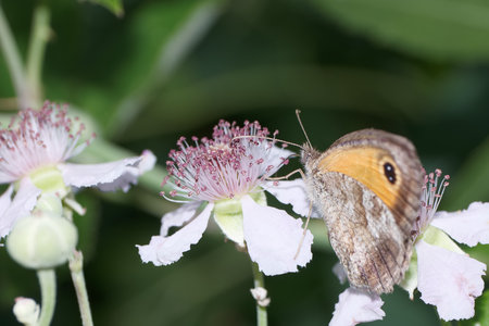 A butterfly is perched on soft white flowers with pink stamens in a lush garden setting. The vibrant colors of the butterfly and blooms reveal the beauty of nature in springtime.の写真素材