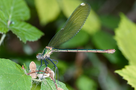 A vibrant dragonfly perches delicately on a leaf, surrounded by rich greenery. Its iridescent wings catch the light in the warm glow of the late afternoon sun.の写真素材
