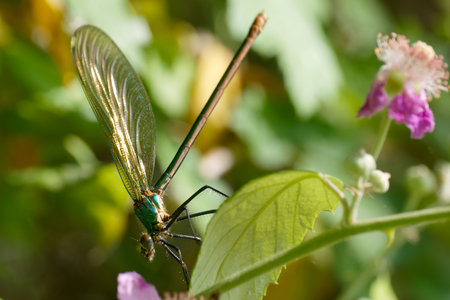 A striking green dragonfly clings to a leaf, surrounded by colorful flowers in a lush garden....