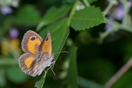 Brightly colored butterfly rests on a vibrant green leaf surrounded by various plants in a sunny garden. The setting shows natural beauty and tranquility.の写真素材