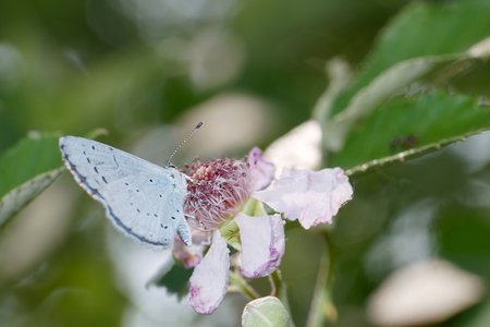 A delicate blue butterfly rests on a blooming flower in a vibrant garden. The lush greenery and soft afternoon light create a serene atmosphere as nature thrives.の写真素材