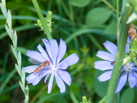 Bees are actively collecting nectar from delicate purple flowers in a vibrant garden setting under bright midday sunlight. The lush greenery surrounds them, enhancing the lively atmosphere.の写真素材