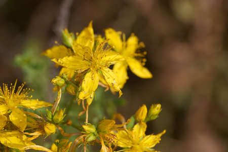 Bright yellow flowers are seen flourishing in a natural landscape as sunlight casts a warm glow on their petals. The scene suggests a serene late spring day filled with life and color.の写真素材